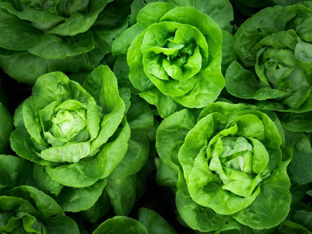 Lettuce 12 Count