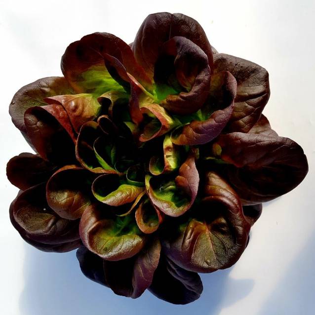 12 Lettuce Multi Leaf Butterhead Red