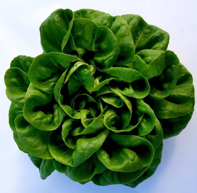 12 Lettuce Multi Leaf Butterhead Green