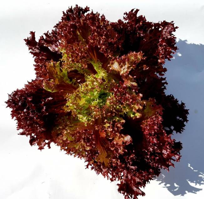 12 Lettuce Red Frill