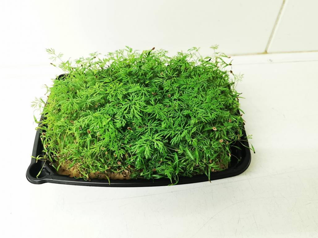 Micro Dill